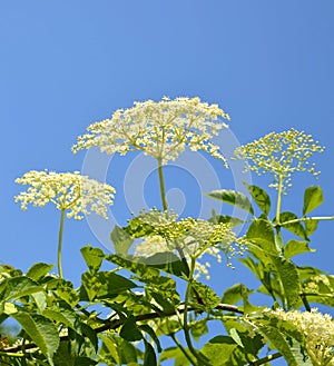 Blooming elderflower