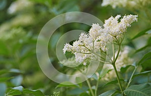 Blooming elderflower