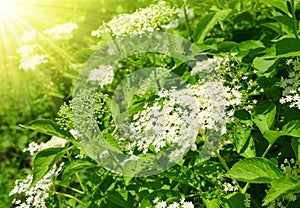Blooming elderflower