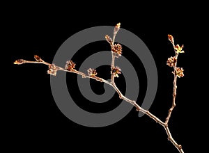 Blooming elm twig