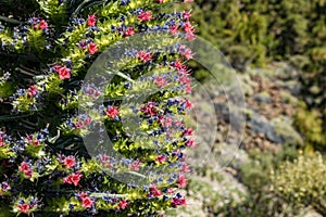 Blooming Endemic beautiful flower Tajinaste rojo -Echium wildpretii- and few bees flying around. Spring time. Teide National Park