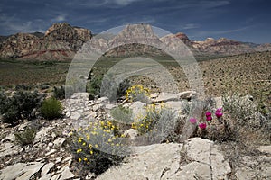 Blooming Engelmann`s Hedgehog Cactus and Whitestem Paper Flowers, Nevada