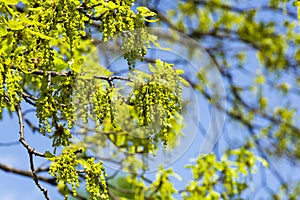 Blooming English oak