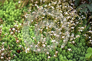 Blooming English Stonecrop, Sedum Anglicum. Succulent Plant with Star Shaped White Flowers. Garden Ornamental Plants