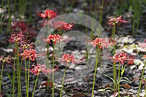 Blooming Equinox Flowers