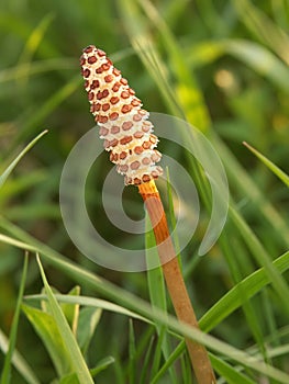 Blooming Equisetum arvense flower in blurred background