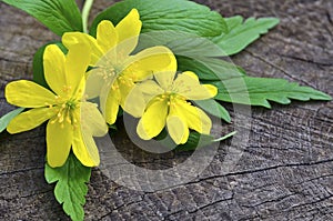 Blooming Eranthis hyemalis on wooden background with copy space.Winter aconite.First spring flowers.