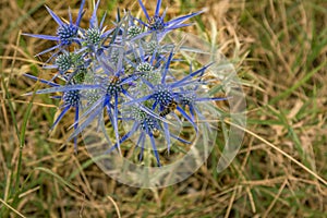 Blooming Eringum  Eryngium  or Sea Holly wild plant with bee on its flower