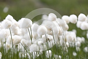 Blooming Eriophorum in the tundra