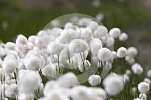 Blooming Eriophorum in the tundra