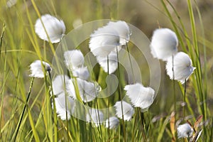 Blooming Eriophorum in the tundra