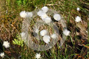 Blooming Eriophorum vaginatum flower