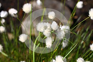 Blooming Eriophorum vaginatum flower