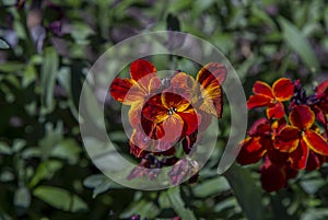 Blooming Erysimum cheiri, Cheiranthus cheiri, the wallflower