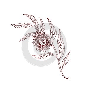 Blooming eucalyptus flower isolated on white. Vintage drawing of botanical element with blossomed bud and leaves. Hand