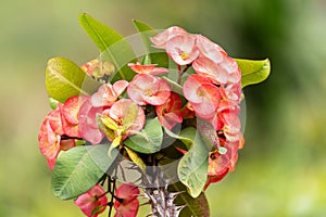 Blooming Euphorbia Milii - Crown of Thorns Plant