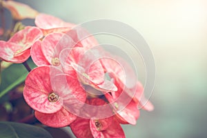 Blooming euphorbia milii flowers with copy space