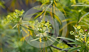 Blooming Euphorbia regis-jubae photo
