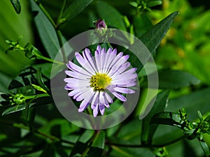 Blooming European Michaelmas Daisy or Aster amellus flower at flowerbed macro, selective focus, shallow DOF