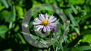 Blooming European Michaelmas Daisy or Aster amellus at flowerbed flower macro, selective focus, shallow DOF