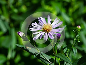 Blooming European Michaelmas Daisy or Aster amellus at flowerbed flower macro, selective focus, shallow DOF