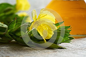 Blooming evening primrose plant with a bottle of evening primrose oil