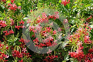 Blooming evergreen Indian quisqualis Quisqualis indica
