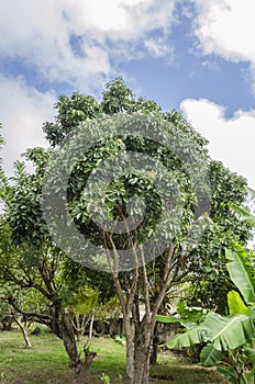 Blooming EvergreenPear Tree