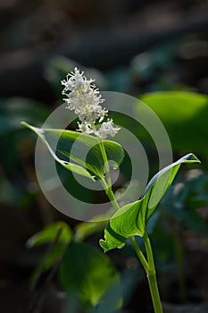 Blooming False lily of the valey, maianthemum bifolium