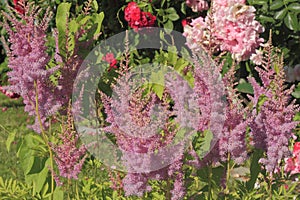 Blooming false spirea