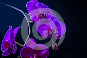 Blooming fantastic purple orchid flower, phalaenopsis on black b