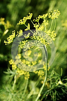 Blooming fennel