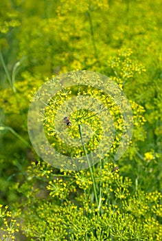 Blooming fennel in a garden