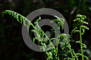 Blooming fern on a dark background in the forest. The concept of unity with nature, peace. Monitoring the growth of fern