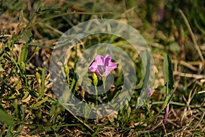 Blooming field bindweed or Convolvulus arvensis L