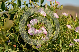 Blooming field bindweed or Convolvulus arvensis L