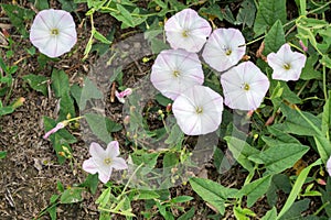Blooming field bindweed Convolvulus arvensis L. in a summer meadow. Weeds in the garden. photo