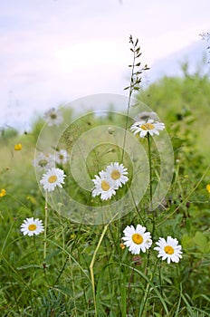 blooming field of chamomile. Beautiful background of chamomile on a field in summer on a sunny day. Wildflowers.