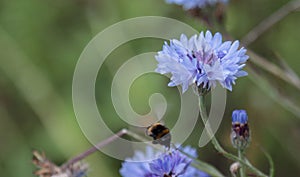 Blooming field flower cornflower