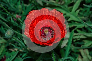 Blooming field. The flower of red poppy Latin: Papaver closeup on blurred green leaves background