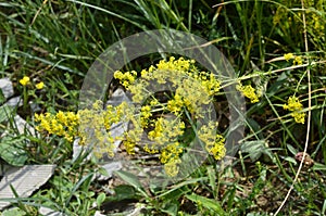 Blooming field of the Lady`s or yellow Bedstraw Galium verum