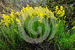 Blooming field of the Lady`s or yellow Bedstraw Galium verum