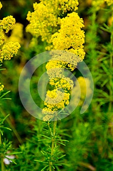 Blooming field of the Lady`s or yellow Bedstraw Galium verum