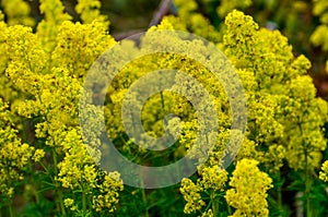 Blooming field of the Lady`s or yellow Bedstraw Galium verum