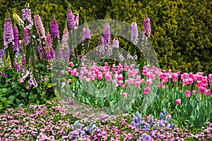 Blooming field of pink flowers with foxgloves and tulips