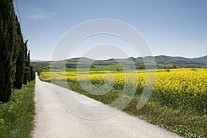 Blooming field rapeseed