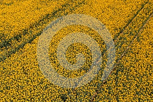 Blooming field of rapeseed crop flowers , high angle view drone photography