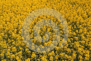 Blooming field of rapeseed crop flowers , high angle view drone photography