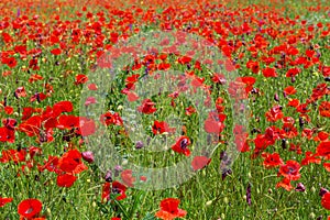 Blooming field of red poppies.