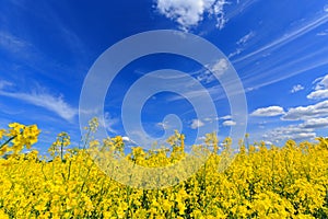 Blooming field of in spring